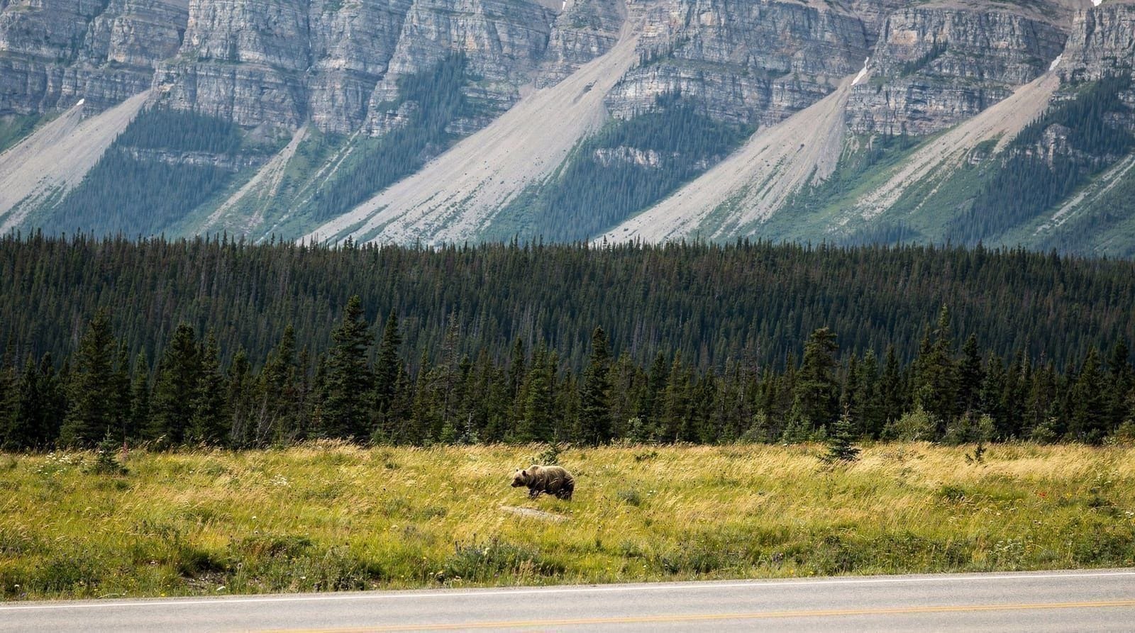 Bear safety and etiquette around Banff