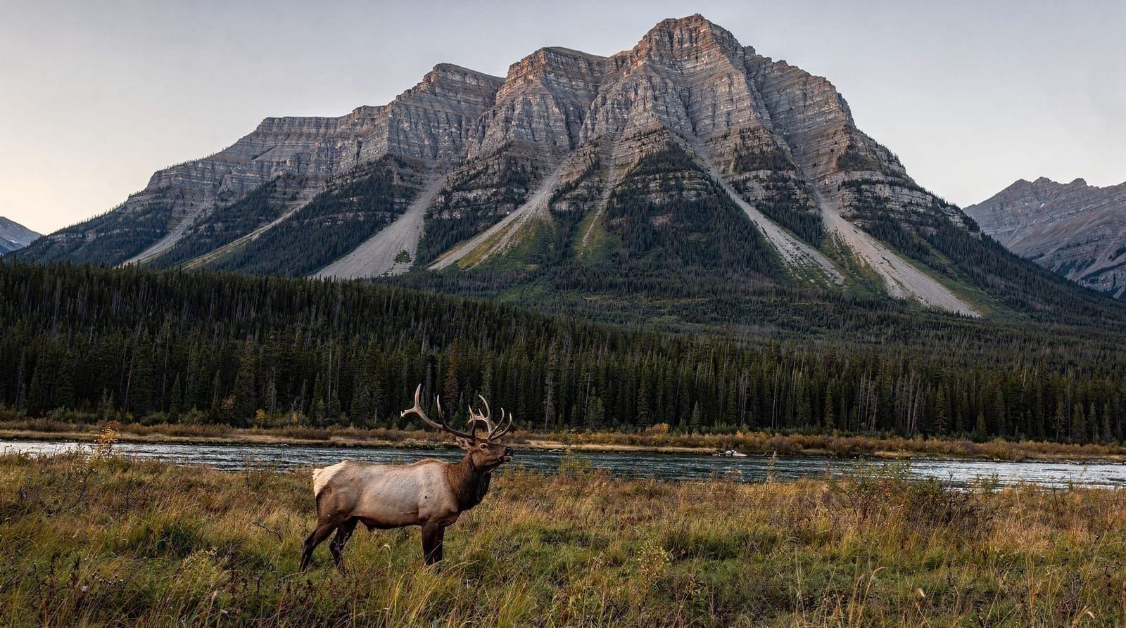 Bow Valley Parkway: Banff's wildlife-viewing route