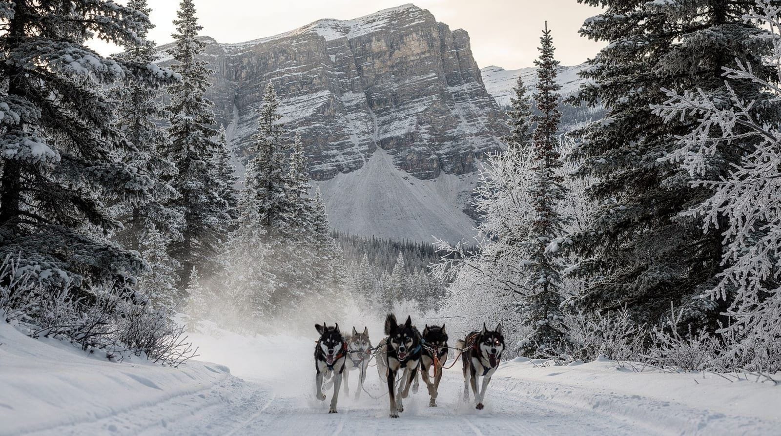 Dog sledding near Banff and Canmore