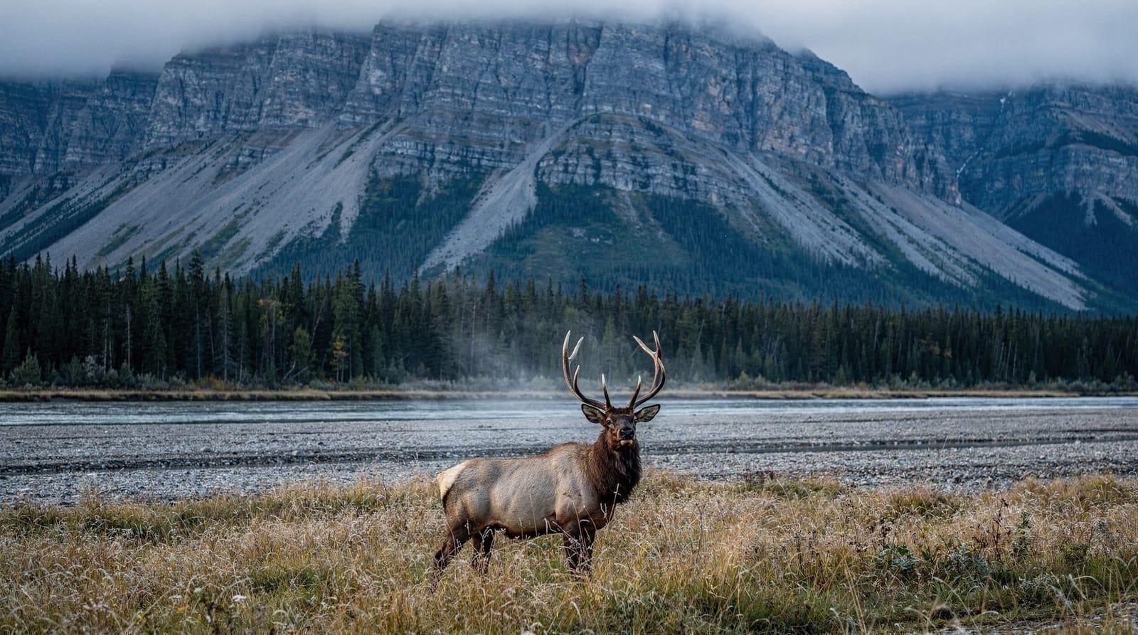 Elk rut in Banff: why fall visitors need to keep their distance