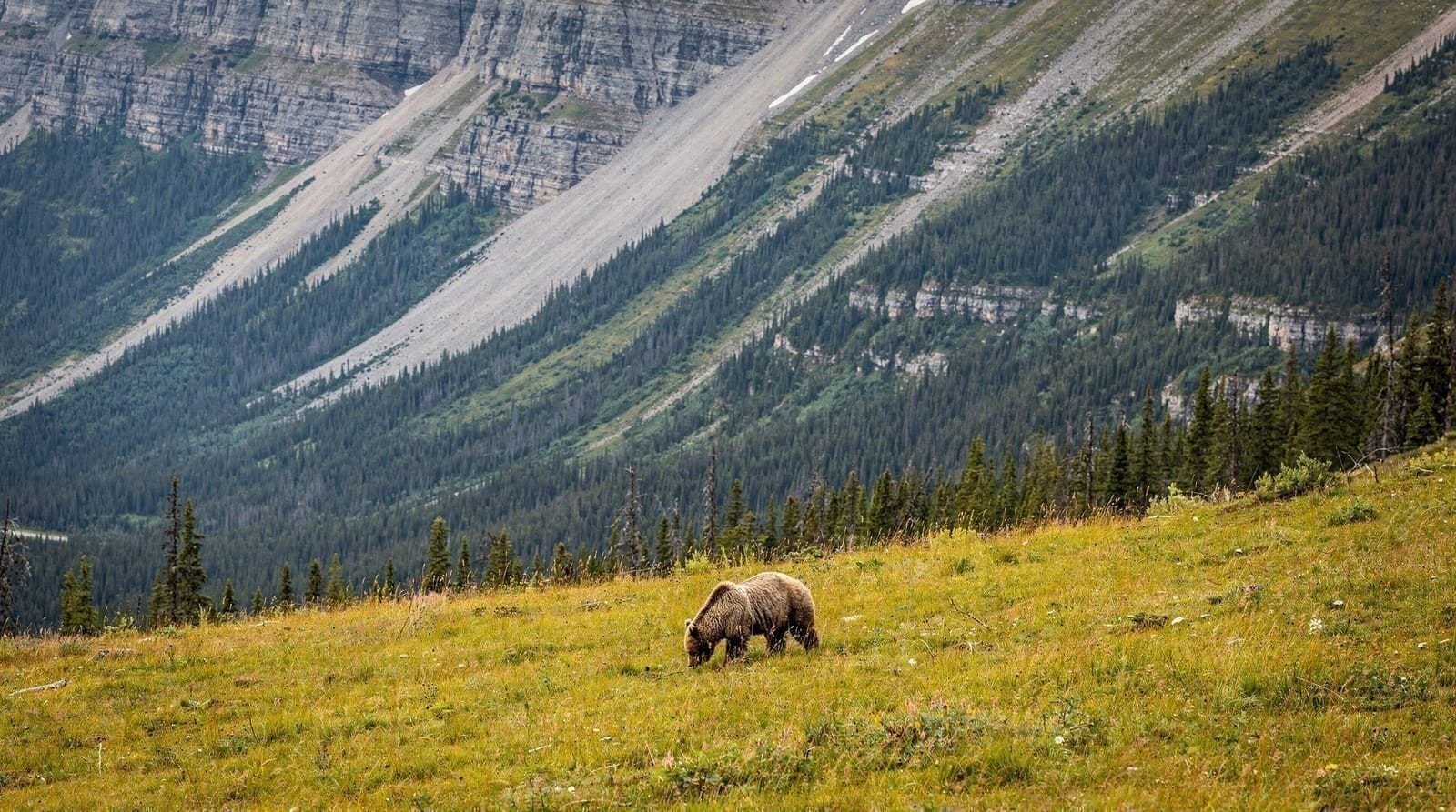 Kicking Horse Grizzly Bear Refuge: a guaranteed grizzly, not a wild one