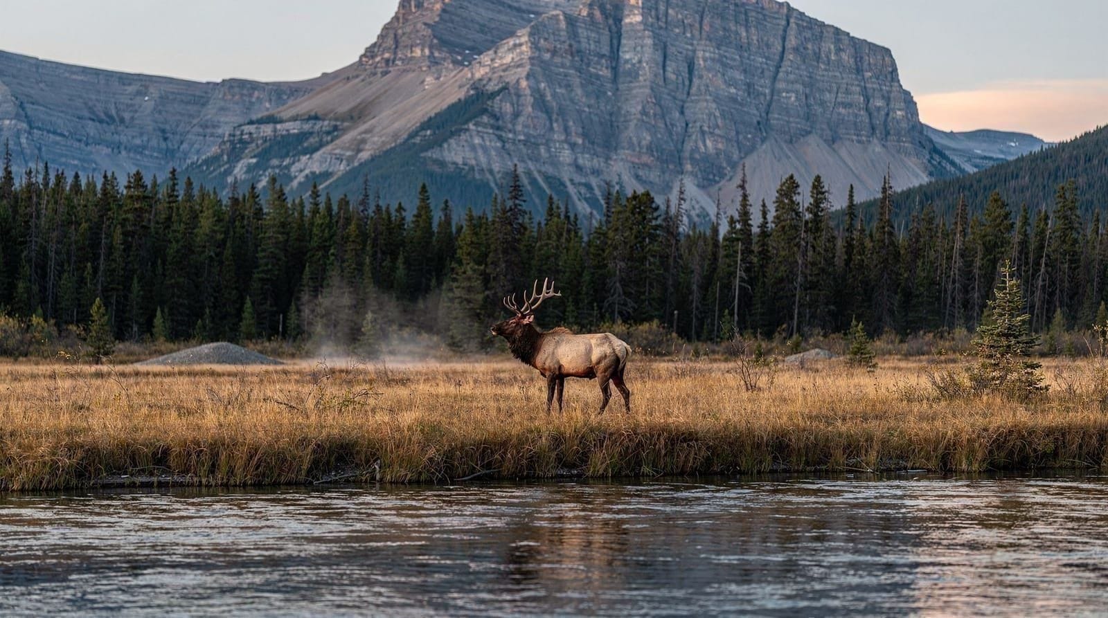Where and when to see wildlife around Banff